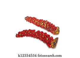 ポプラの木 スケッチ K Fotosearch