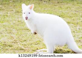 白子 ワラビー イラスト K Fotosearch