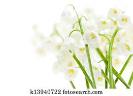 鈴蘭 花 設計攝影圖庫 K Fotosearch