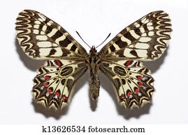 花づな イラストギャラリー 374 花づな アート Fotosearch