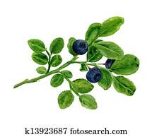 A branch of blueberries A branch of blueberries