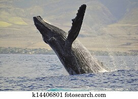A Breaching Humpback Whale A Breaching Humpback Whale