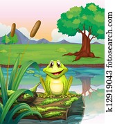 A frog at the lake A frog at the lake