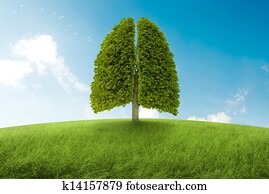 a, pulmões, de, terra