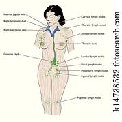 a, sistema lymphatic