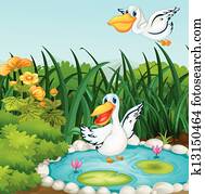 a, teich, mit, enten a, teich, mit, enten