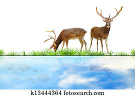 Abstract deer. Abstract deer.