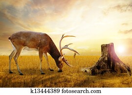 Abstract deer. Abstract deer.