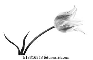 Abstract flower background. Tulips Abstract flower background. Tulips