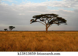 acacia, árboles, y, el, africano, sabana