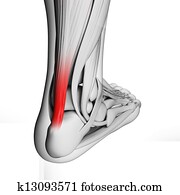 Achilles tendon Achilles tendon