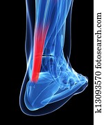 Achilles tendon Achilles tendon