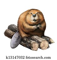 Adult Beaver sitting on logs. Adult Beaver sitting on logs.