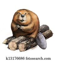 Adult Beaver sitting on logs. Adult Beaver sitting on logs.