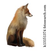 Adult fox, Side view. Sitting Adult fox, Side view. Sitting