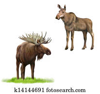 Adult moose with big horns and without, Isolated Illustration on white background. Adult moose with big horns and without, Isolated Illustration on white background.