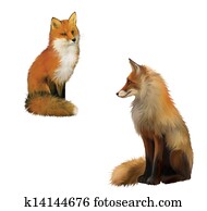 Adult shaggy red Fox sittng with big fluffy tail. Isolated Illustration on white background. Adult shaggy red Fox sittng with big fluffy tail. Isolated Illustration on white background.