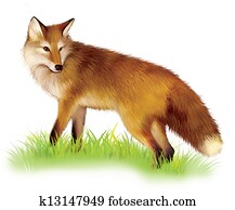 Adult shaggy red Fox standing in the grass. Adult shaggy red Fox standing in the grass.