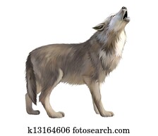Adult Wolf howl at the moon. Adult Wolf howl at the moon.