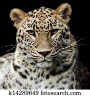 african leopard african leopard
