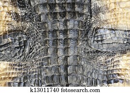 Alligator Skin Alligator Skin