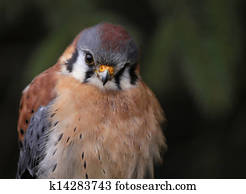 American Kestrel Face