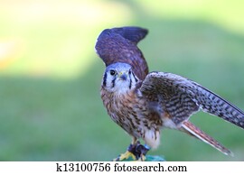 American kestrel