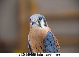 American Kestrel