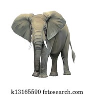 An elephant cow standing isolated, Big adult Asian elephant. Front view with big ears An elephant cow standing isolated, Big adult Asian elephant. Front view with big ears