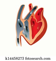 anatomy of the heart anatomy of the heart