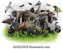 Animals Collage Animals Collage