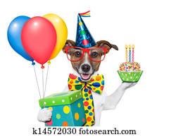 aniversário, cão