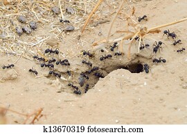 Ants Ants