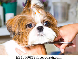 aparência, a, shih tzu, cão