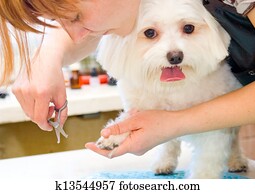 aparência, maltês, cão