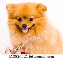 aparência, pomeranian, cão