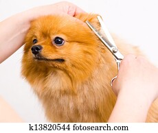 aparência, pomeranian, cão