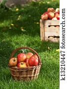 apples apples