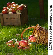 apples apples