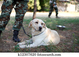 army dog army dog