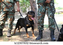 army dog army dog
