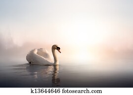 Art Swan floating on the water at sunrise of the day