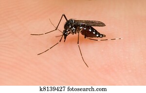 Asian Tiger Mosquito Asian Tiger Mosquito