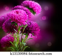 Aster Autumn Flowers Art Design Aster Autumn Flowers Art Design