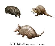 Australian animals: Armadillo, echidna and Otter. Isolated Illustration white background Australian animals: Armadillo, echidna and Otter. Isolated Illustration white background