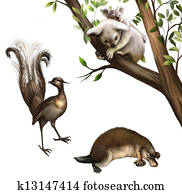 Australian animals: koala, platypus and lyrebird. Australian animals: koala, platypus and lyrebird.