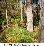 Australian Bush Landscape