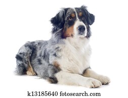 Australian Shepherd Stock Images | Our Top 1000+ Australian Shepherd ...