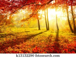 Autumnal Park. Autumn Trees and Leaves. Fall