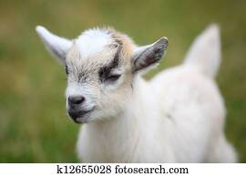 Baby goat Baby goat